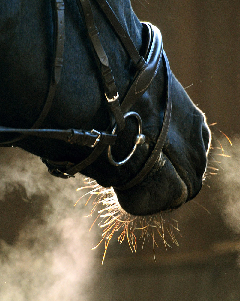 Reitsportanlage Groß Steinrade - Bild 1