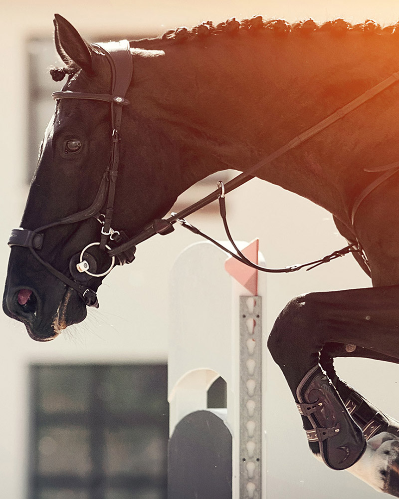 Reitsportanlage Groß Steinrade - Bild 3